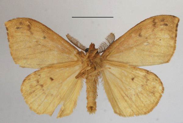 /filer/webapps/moths/media/images/D/dissimilis_Heteronygmia_AM_MGCLb_01.JPG
