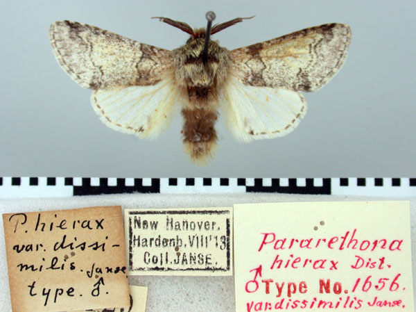 /filer/webapps/moths/media/images/D/dissimilus_Pararrethona_LT_TMSA.jpg