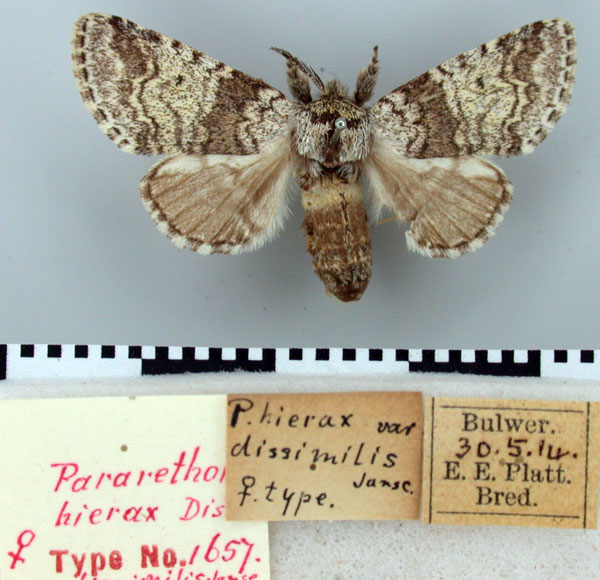 /filer/webapps/moths/media/images/D/dissimilus_Pararrethona_PLT_TMSA.jpg