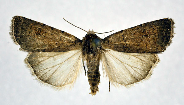 /filer/webapps/moths/media/images/D/dissimulata_Caradrina_A_NHMO_02.jpg