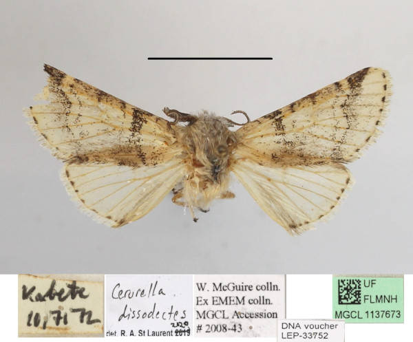 /filer/webapps/moths/media/images/D/dissodectes_Oreocerura_A_MGCLa_01.JPG