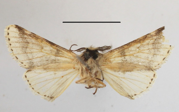 /filer/webapps/moths/media/images/D/dissodectes_Oreocerura_A_MGCLb_01.JPG