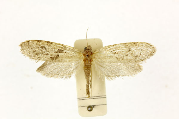 /filer/webapps/moths/media/images/D/dissoluta_Melasina_AF_RMCA.jpg