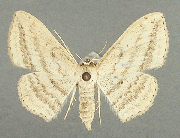 /filer/webapps/moths/media/images/D/dissonans_Scopula_AF_TMSA.jpg
