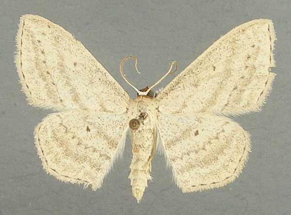 /filer/webapps/moths/media/images/D/dissonans_Scopula_AM_TMSA.jpg