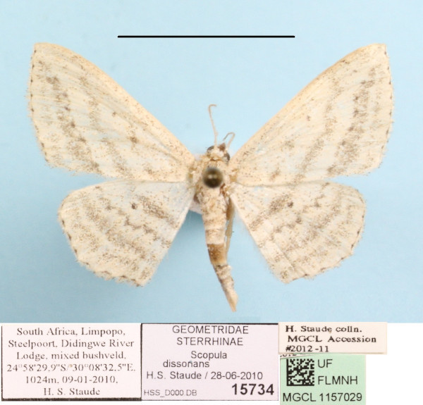 /filer/webapps/moths/media/images/D/dissonans_Scopula_A_MGCLa_01.JPG