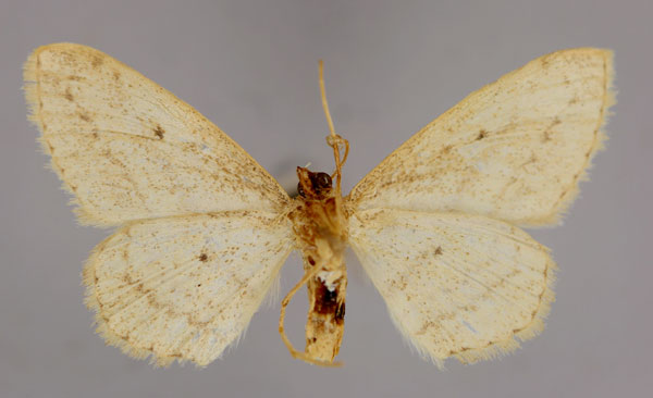 /filer/webapps/moths/media/images/D/dissonans_Scopula_A_ZSM_02.jpg