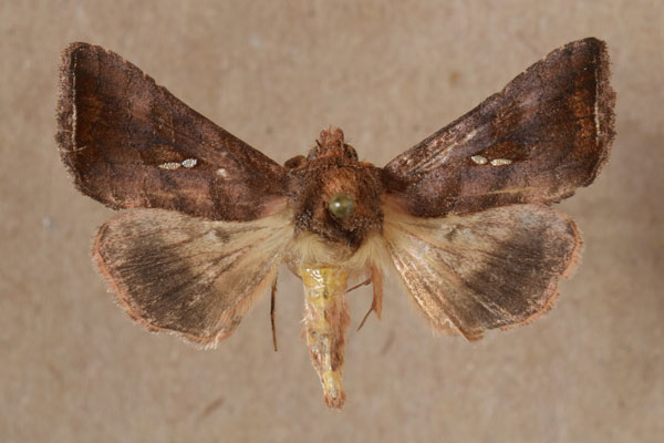 /filer/webapps/moths/media/images/D/distalagma_Plusia_A_Butler.jpg