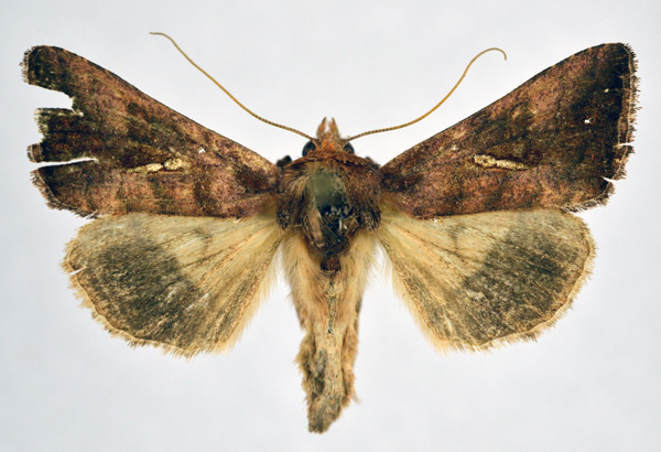 /filer/webapps/moths/media/images/D/distalagma_Thysanoplusia_AF_NHMO.jpg