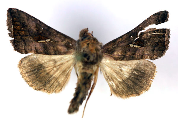 /filer/webapps/moths/media/images/D/distalagma_Thysanoplusia_A_RMCA.jpg