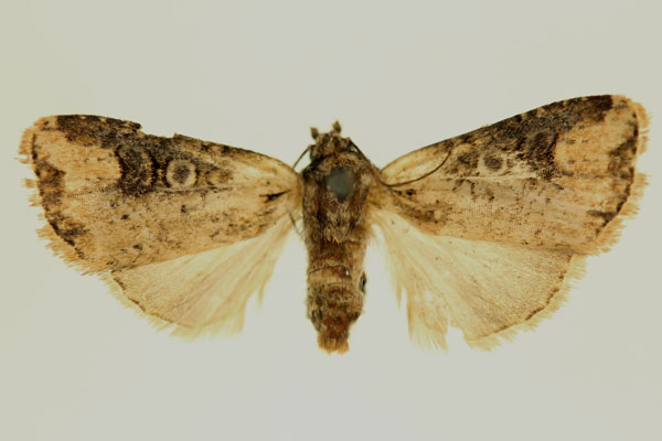 /filer/webapps/moths/media/images/D/distalis_Micraxylia_AT_RMCA.jpg