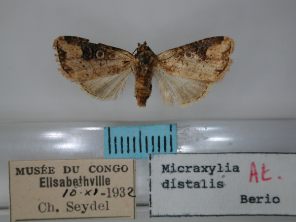 /filer/webapps/moths/media/images/D/distalis_Micraxylia_AT_RMCA_01.jpg