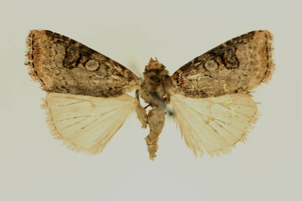 /filer/webapps/moths/media/images/D/distalis_Micraxylia_HT_RMCA.jpg
