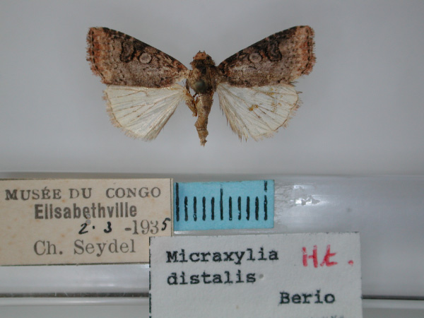 /filer/webapps/moths/media/images/D/distalis_Micraxylia_HT_RMCA_02.jpg