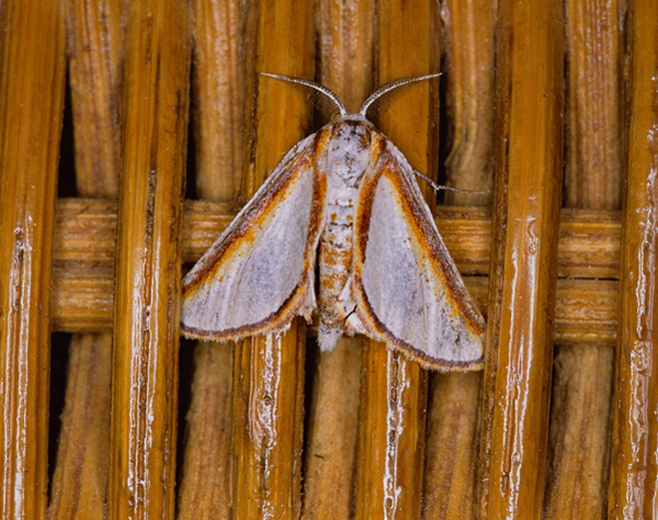 /filer/webapps/moths/media/images/D/distelitis_Conchyliodes_A_Roland_05.jpg