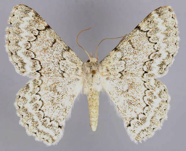 /filer/webapps/moths/media/images/D/distensaria_Pingasa_AF_ZSMa.jpg