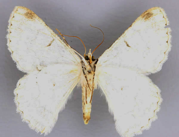 /filer/webapps/moths/media/images/D/distensaria_Pingasa_AF_ZSMb.jpg