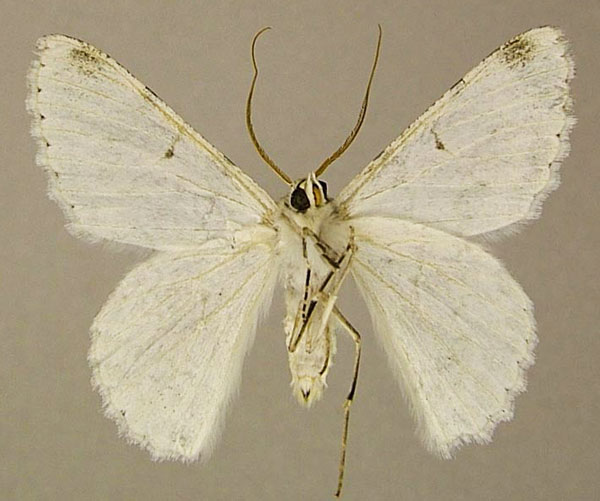/filer/webapps/moths/media/images/D/distensaria_Pingasa_AM_ZSMb.jpg