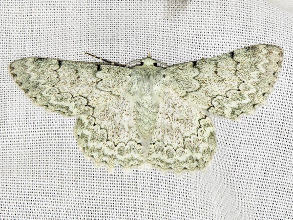 /filer/webapps/moths/media/images/D/distensaria_Pingasa_A_Braun.jpg