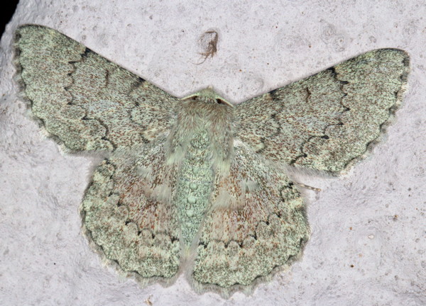 /filer/webapps/moths/media/images/D/distensaria_respondens_Pingasa_A_Heyns_01.jpg
