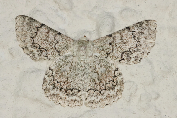/filer/webapps/moths/media/images/D/distensaria_respondens_Pingasa_A_Heyns_02.jpg