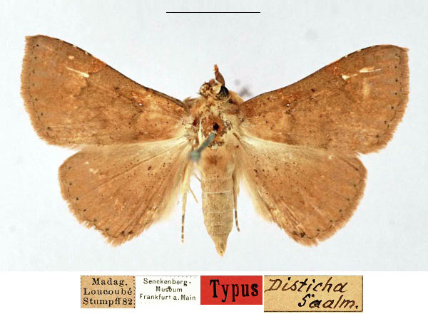 /filer/webapps/moths/media/images/D/disticha_Capnodes_HT_SNMF_0yX3FSv.jpg