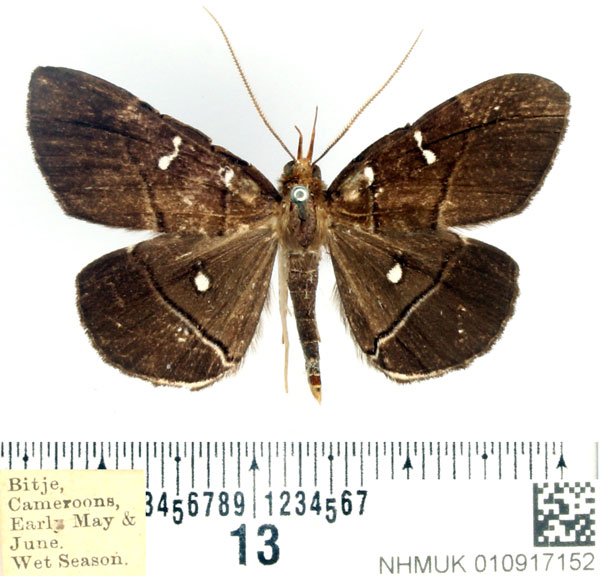 /filer/webapps/moths/media/images/D/disticha_Gracilodes_AM_BMNH.jpg