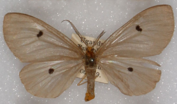 /filer/webapps/moths/media/images/D/disticta_Geodena_AM_NHMUK_01.jpg