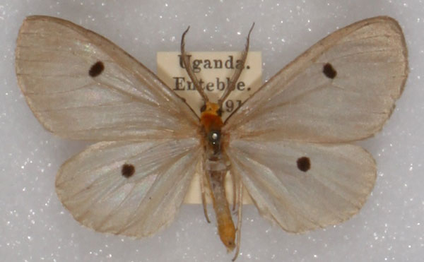 /filer/webapps/moths/media/images/D/disticta_Geodena_AM_NHMUK_02.jpg