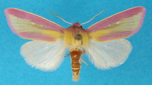 /filer/webapps/moths/media/images/D/disticta_Masalia_AM_Legrain.jpg