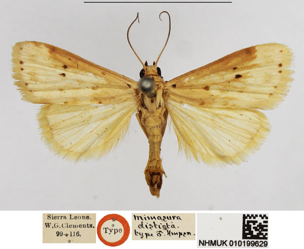 /filer/webapps/moths/media/images/D/disticta_Mimasura_HT_NHMUK.jpg