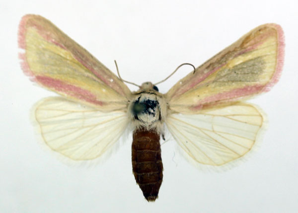 /filer/webapps/moths/media/images/D/disticta_Timora_AF_ISEA.jpg