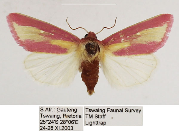 /filer/webapps/moths/media/images/D/disticta_Timora_AF_TMSA_01.jpg