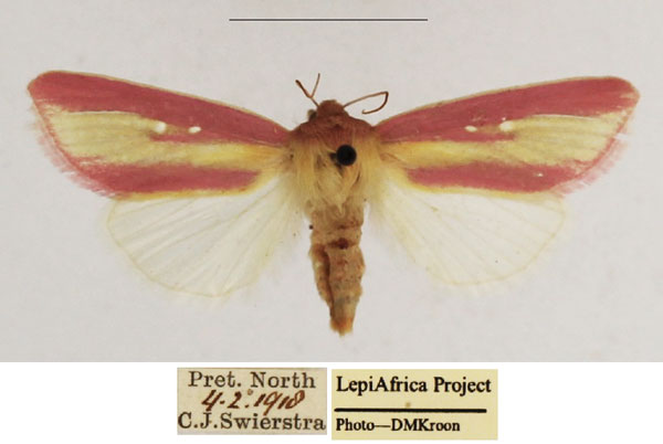 /filer/webapps/moths/media/images/D/disticta_Timora_AF_TMSA_02.jpg
