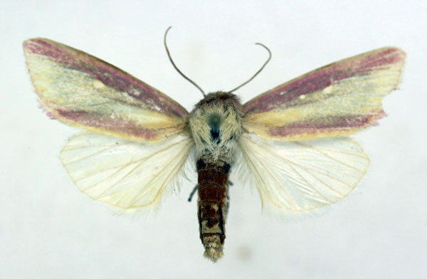 /filer/webapps/moths/media/images/D/disticta_Timora_AM_ISEA.jpg