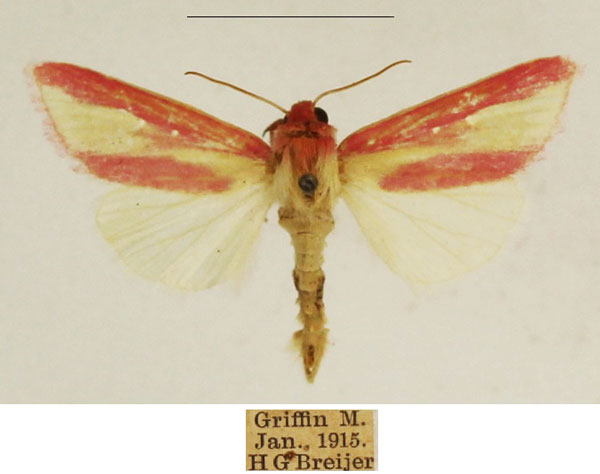 /filer/webapps/moths/media/images/D/disticta_Timora_AM_TMSA_01.jpg