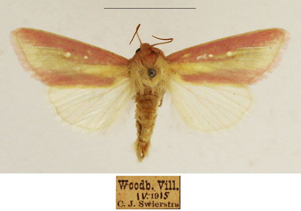 /filer/webapps/moths/media/images/D/disticta_Timora_AM_TMSA_02.jpg