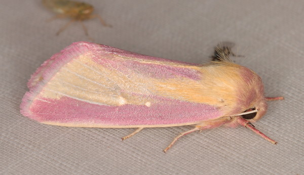 /filer/webapps/moths/media/images/D/disticta_Timora_A_Heyns_01.jpg