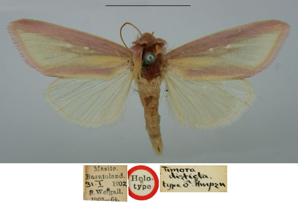 /filer/webapps/moths/media/images/D/disticta_Timora_HT_BMNH_bH4dUTP.jpg