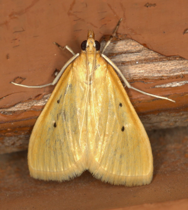 /filer/webapps/moths/media/images/D/distictalis_Cynaeda_A_Heyns_01.jpg