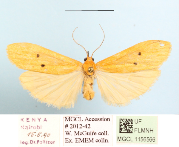 /filer/webapps/moths/media/images/D/distigmata_Cragia_A_MGCLa_01.JPG