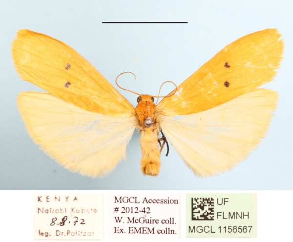 /filer/webapps/moths/media/images/D/distigmata_Cragia_A_MGCLa_02.JPG
