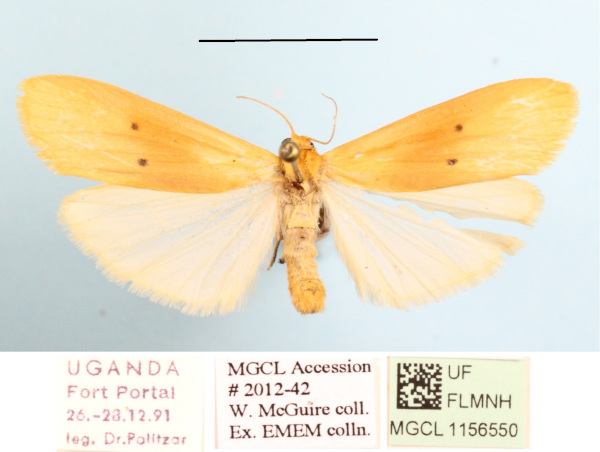 /filer/webapps/moths/media/images/D/distigmata_Cragia_A_MGCLa_03.JPG