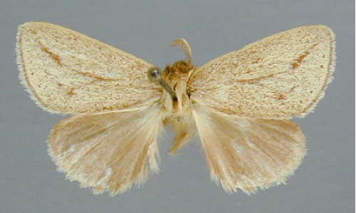 /filer/webapps/moths/media/images/D/distincta_Afropydna_HT_RMCA.jpg