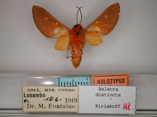 /filer/webapps/moths/media/images/D/distincta_Balacra_HT_RMCA_02.jpg