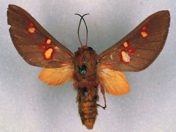 /filer/webapps/moths/media/images/D/distincta_Balacra_HT_RMCA_03.jpg