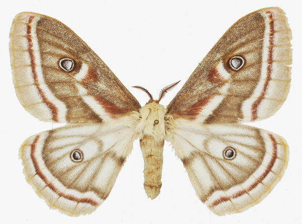 /filer/webapps/moths/media/images/D/distincta_Heniocha_AM_Basquina.jpg