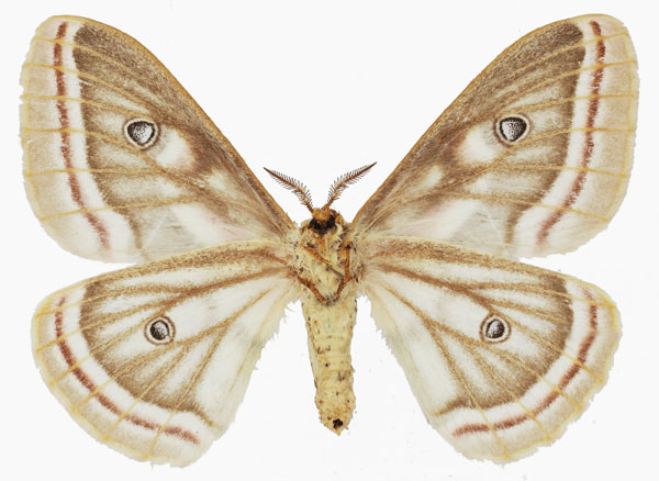 /filer/webapps/moths/media/images/D/distincta_Heniocha_AM_Basquinb.jpg