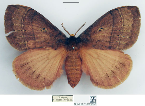 /filer/webapps/moths/media/images/D/distincta_Hoplojana_STF_NHMUK.jpg