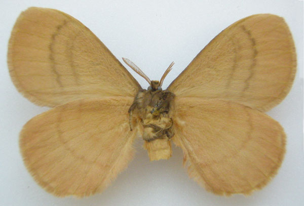 /filer/webapps/moths/media/images/D/distincta_Hoplojana_STM_NHMUKb.jpg